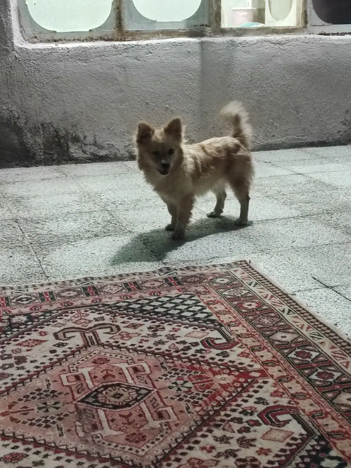 توله سگ|سگ|مرودشت, محمد آباد|دیوار