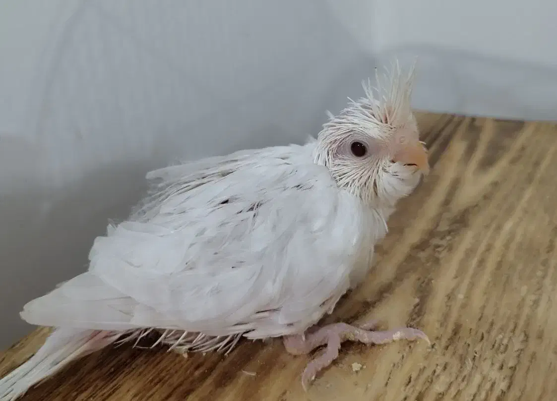 جوجه عروس هلندی آلبینو ، چشم شرابی|پرنده|بندر کنگان, |دیوار