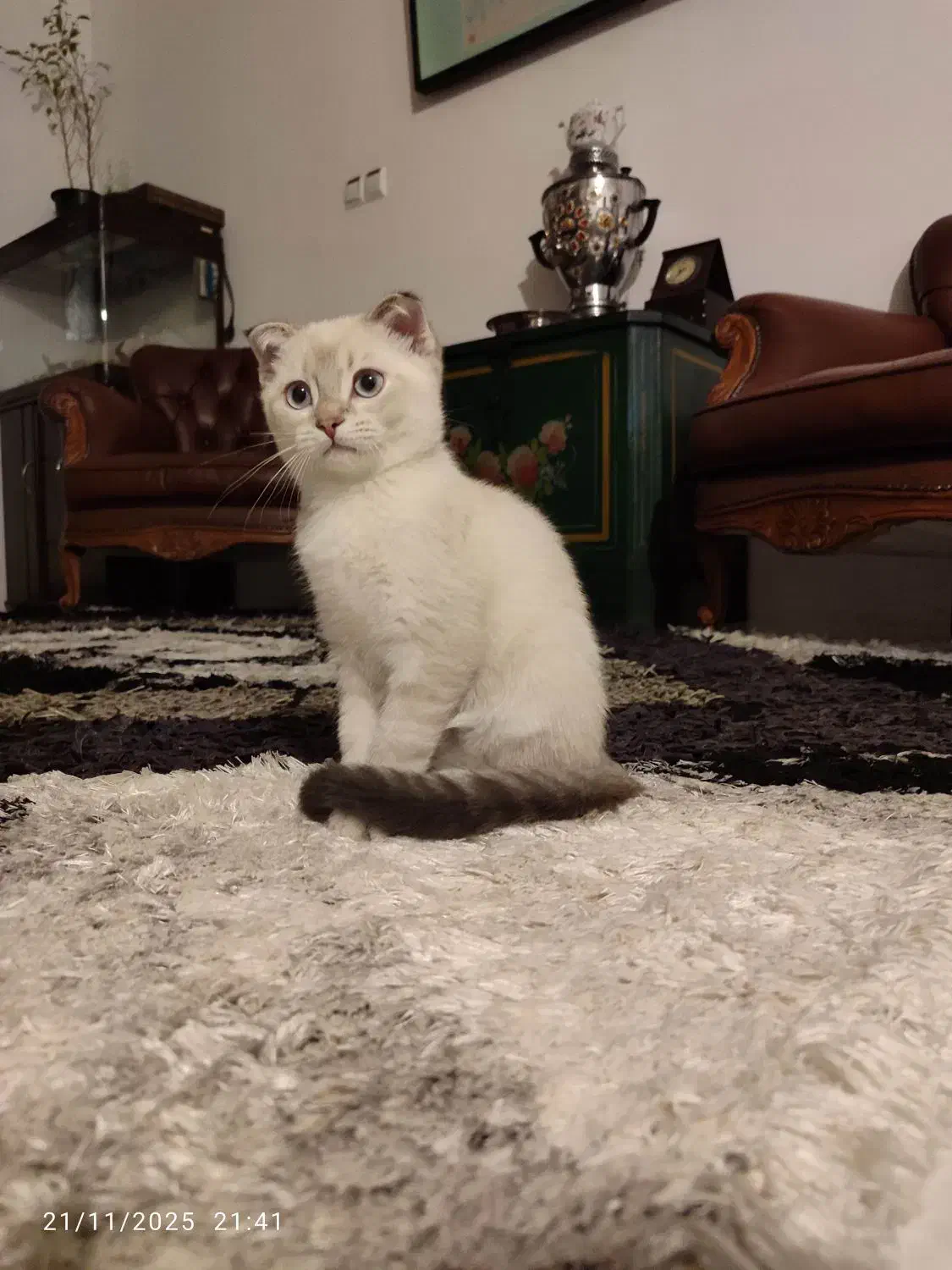 اسکاتیش فولد ۳ ماهه|گربه|ارومیه, |دیوار