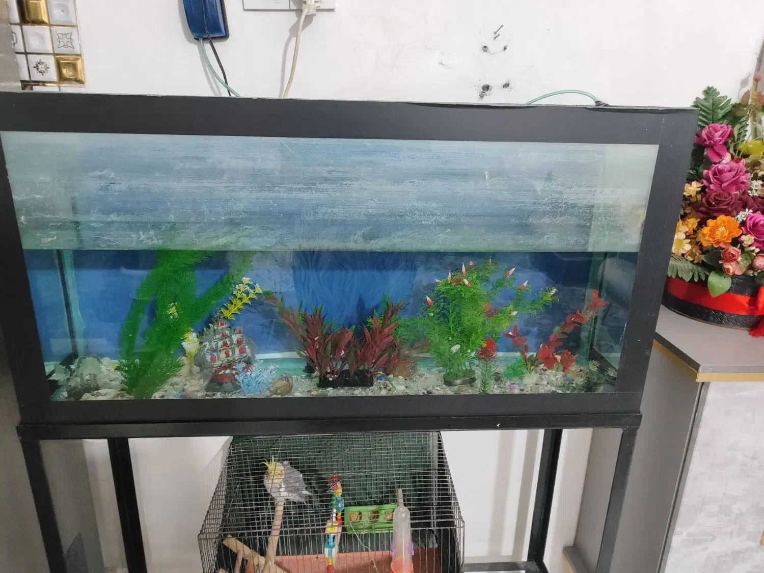 اکواریوم|ماهی|الوند, |دیوار