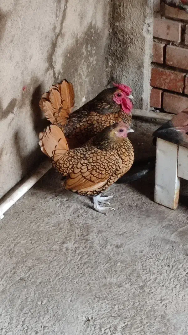 چاپنیز و سیبرایت اصیل|حیوانات مزرعه|تبریز, |دیوار