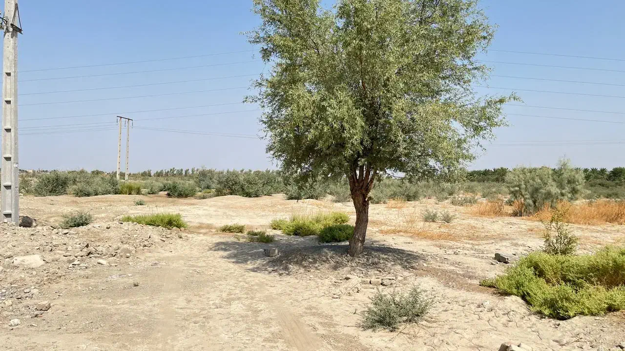 زمین کشاورزی موقعیت خوب|فروش دفتر صنعتی، کشاورزی، تجاری|بمپور, |دیوار