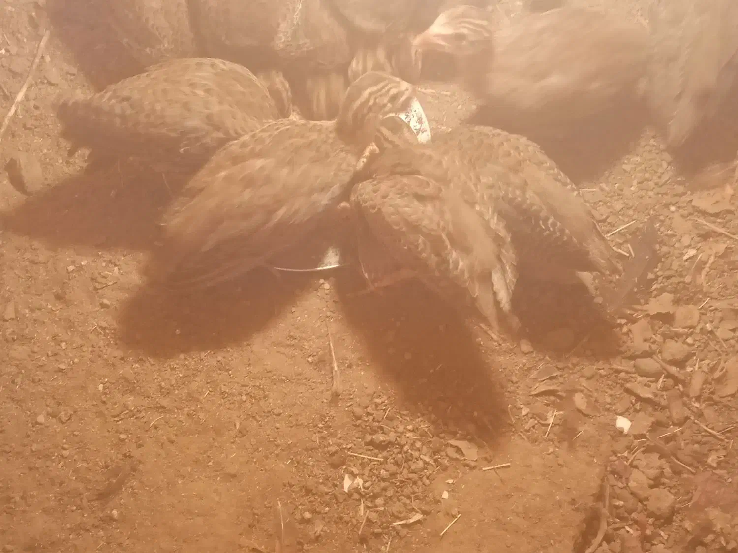 جوجه شاخدار زینتی روسی|حیوانات مزرعه|بم, |دیوار