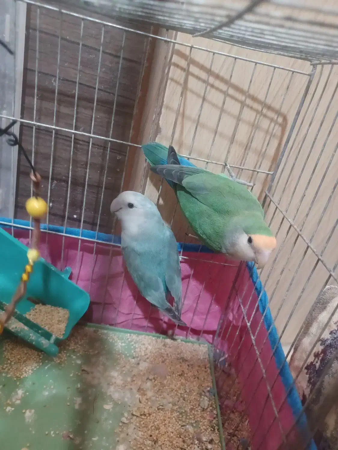 عروس هلندی . طوطی دونه ۱ میلیون(تخفیف داره)|پرنده|مسجد سلیمان, |دیوار