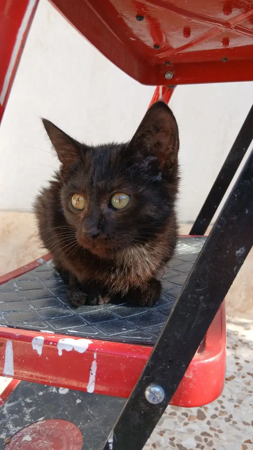 بچه گربه|گربه|گرگان, |دیوار