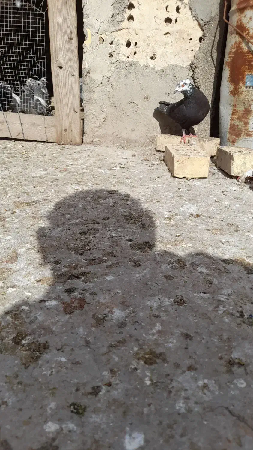 کبوتر|پرنده|شوشتر, |دیوار