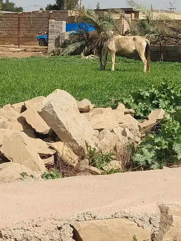 اسب عرب|اسب و تجهیزات اسب‌سواری|شوشتر, |دیوار