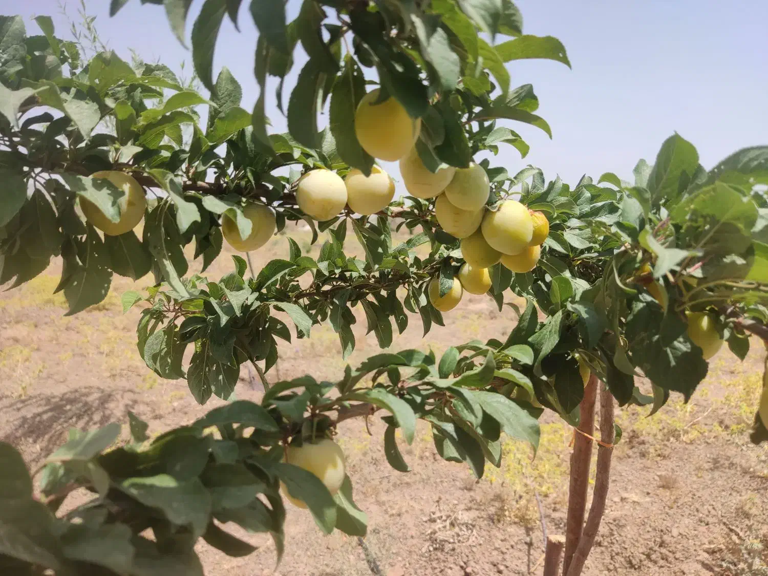 مشاوره  و راهنمایی جهت  خانه دار شدن|فروش آپارتمان|قم, ارم|دیوار