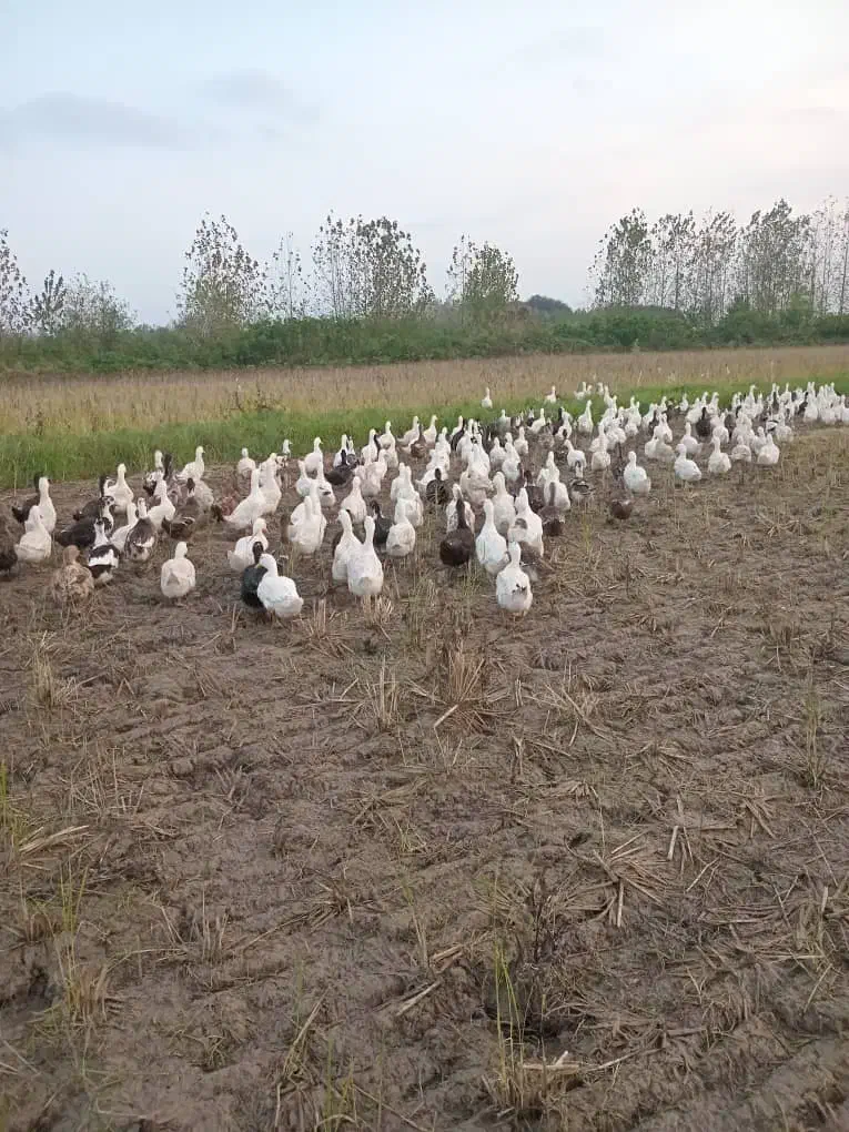 دو هزار تا اردک گوشتی موجوده|حیوانات مزرعه|رشت, فلسطین|دیوار