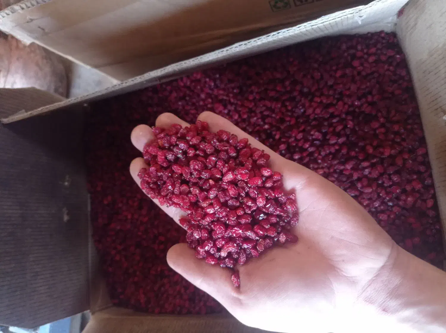 زرشک دانه اناری پلویی|عمده‌فروشی|رشت, شهرک قدس|دیوار