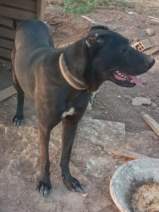 سرابی اصیل و مولد|سگ|خرمآباد, |دیوار