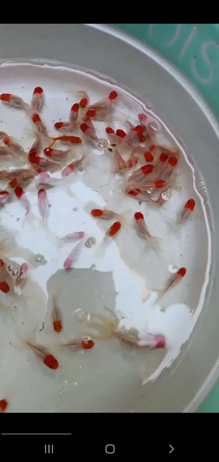 ماهی قرمز|ماهی|سروستان, |دیوار