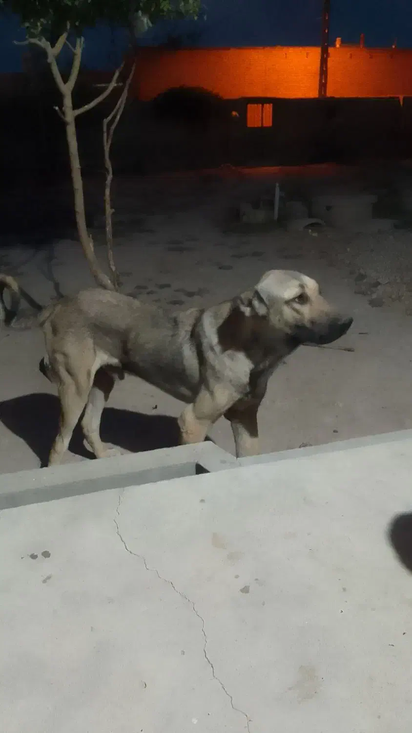 فروشی ومعاغزه باگوسفند|سگ|بناب, |دیوار