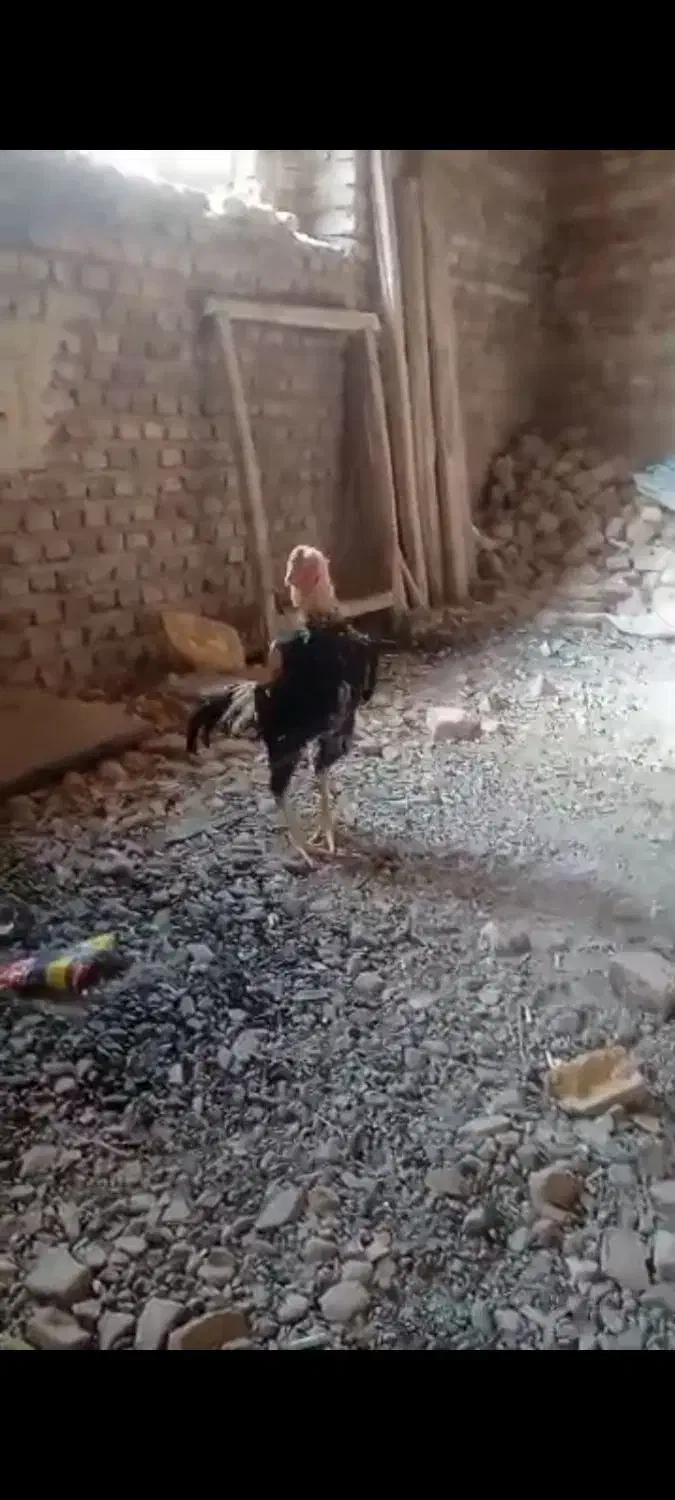 فروش یک عدد خروس لاری|حیوانات مزرعه|شبستر, |دیوار