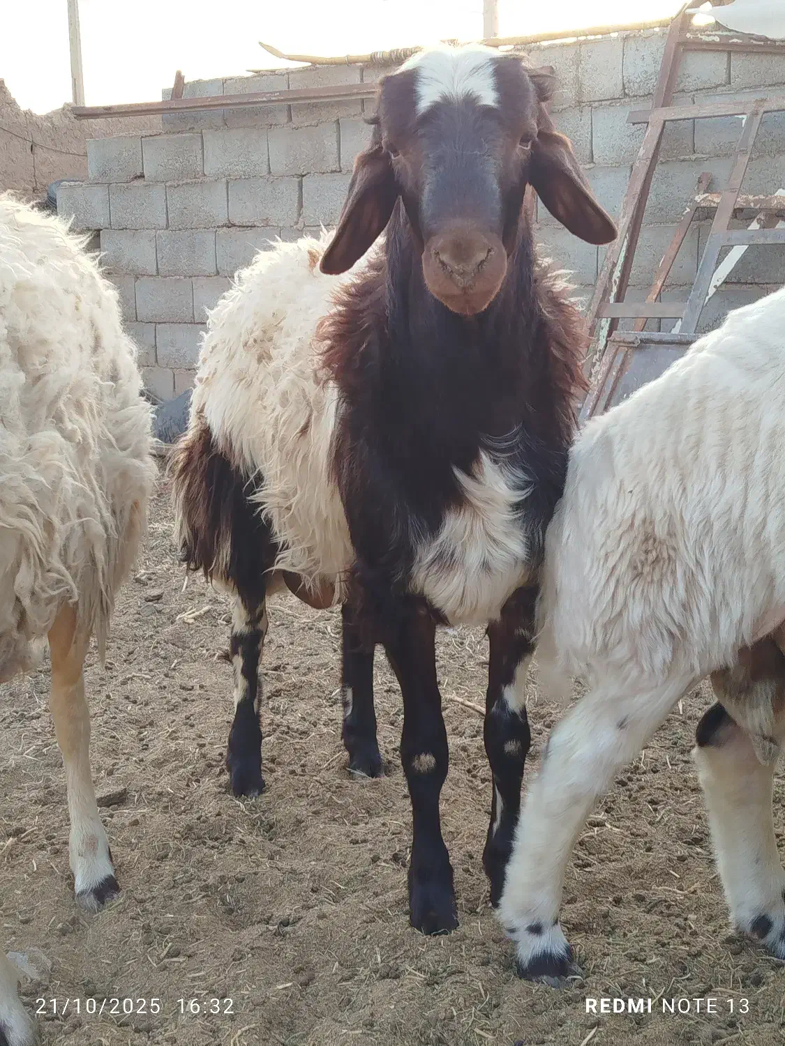 5 راس بره قوچی|حیوانات مزرعه|یونسی, |دیوار