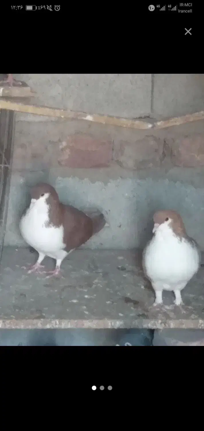 شیرازی|پرنده|کرمان, |دیوار