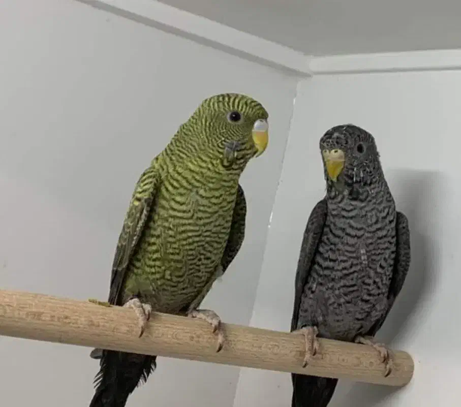 فروش و خرید انواع پرنده|پرنده|اسلامشهر, شهرک واوان|دیوار