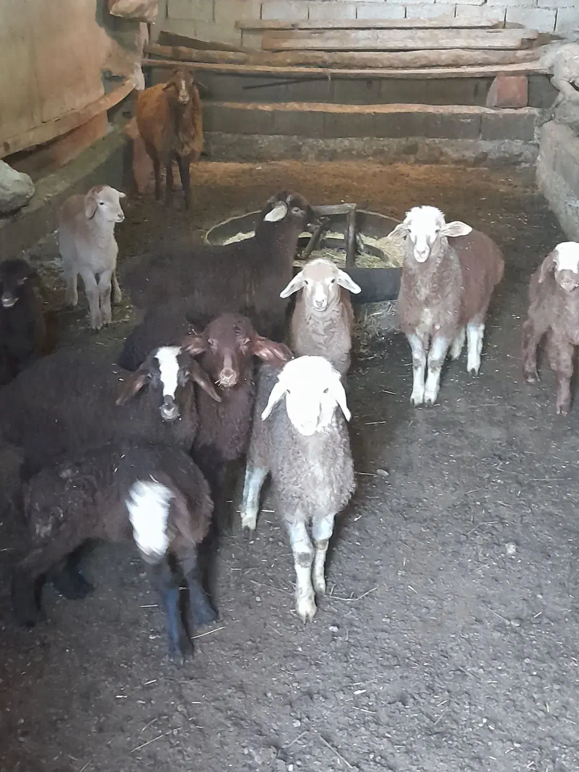 گوسفند بره دار سالم جوان ۸راس|حیوانات مزرعه|سرعین, |دیوار
