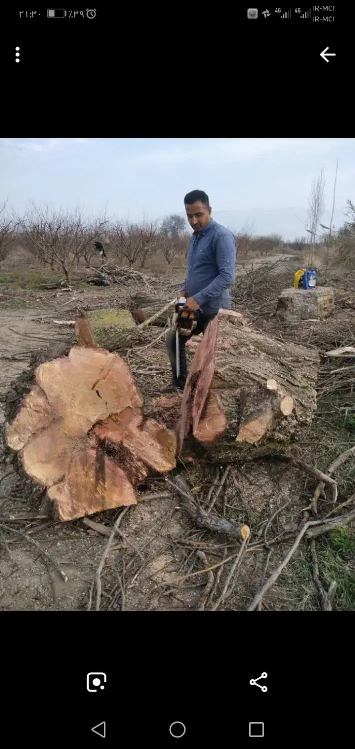 بالاترین خرید چوب و درخت باغی نقدی 7000|خدمات باغبانی و درختکاری|گرگان, |دیوار