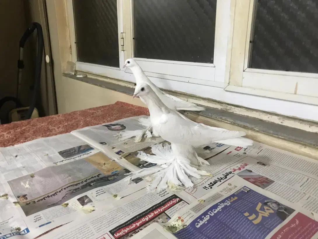 آغ پارپالی|پرنده|تبریز, |دیوار