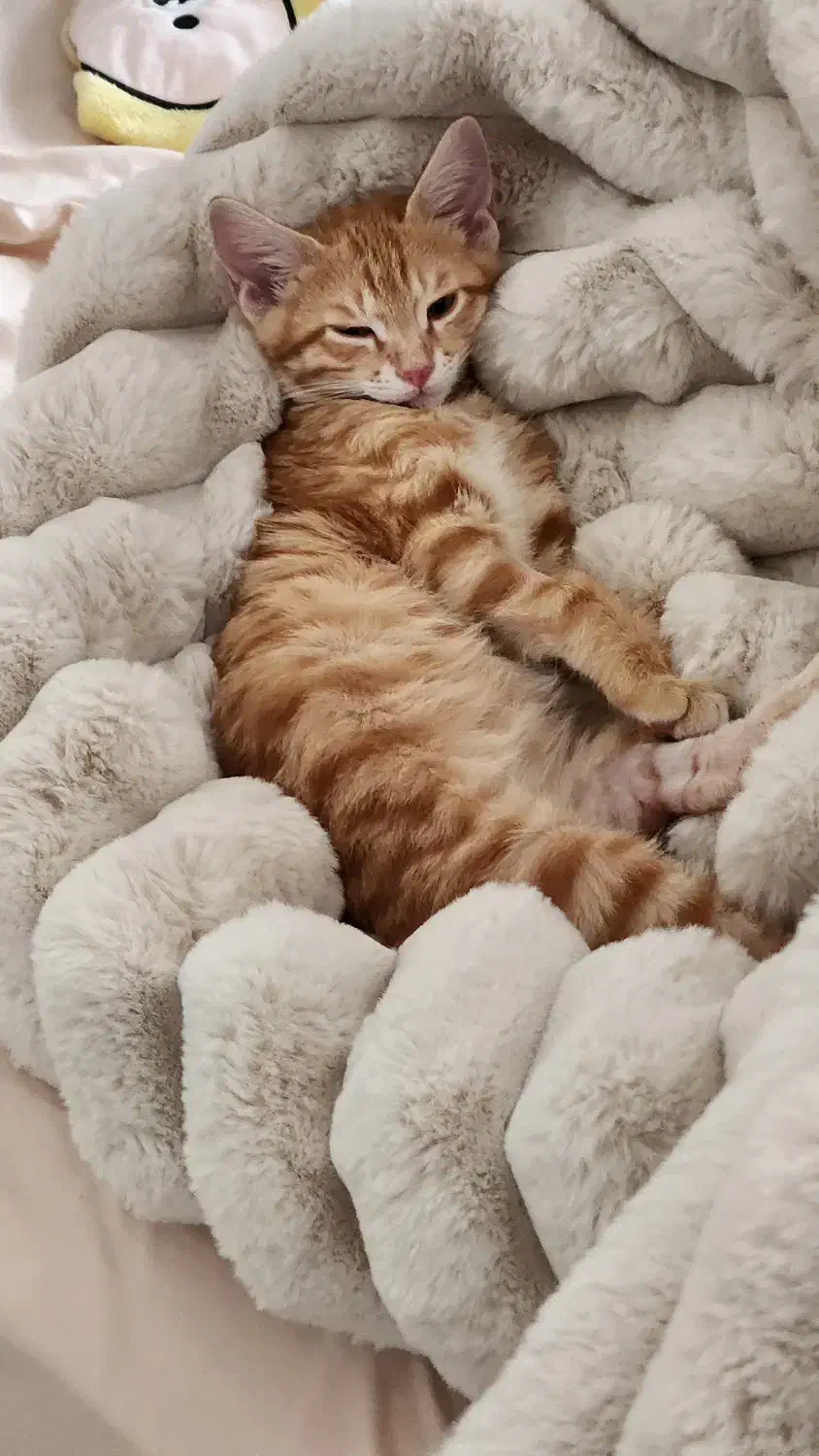 بچه گربه سه ماهه|گربه|کرمانشاه, |دیوار