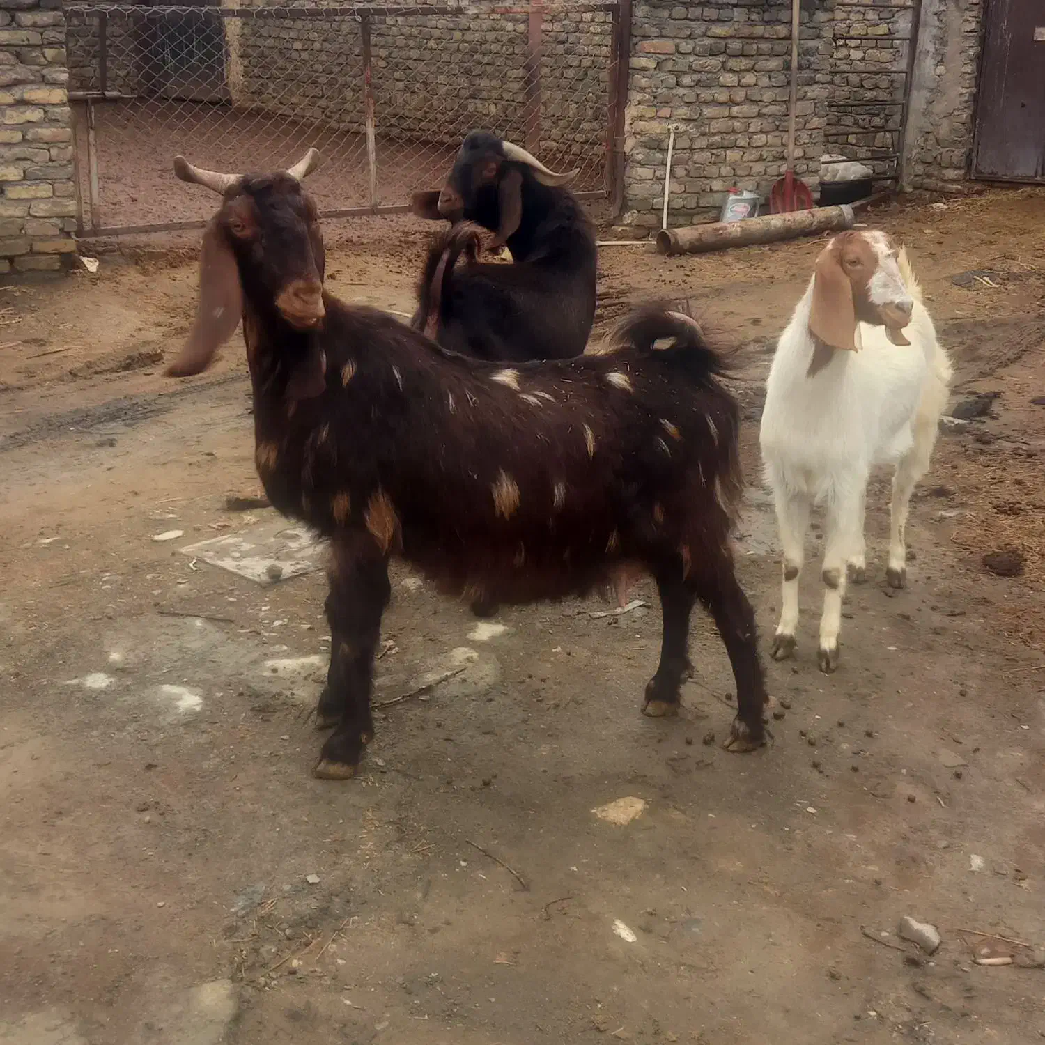 بز افغانی|حیوانات مزرعه|جوکار, |دیوار