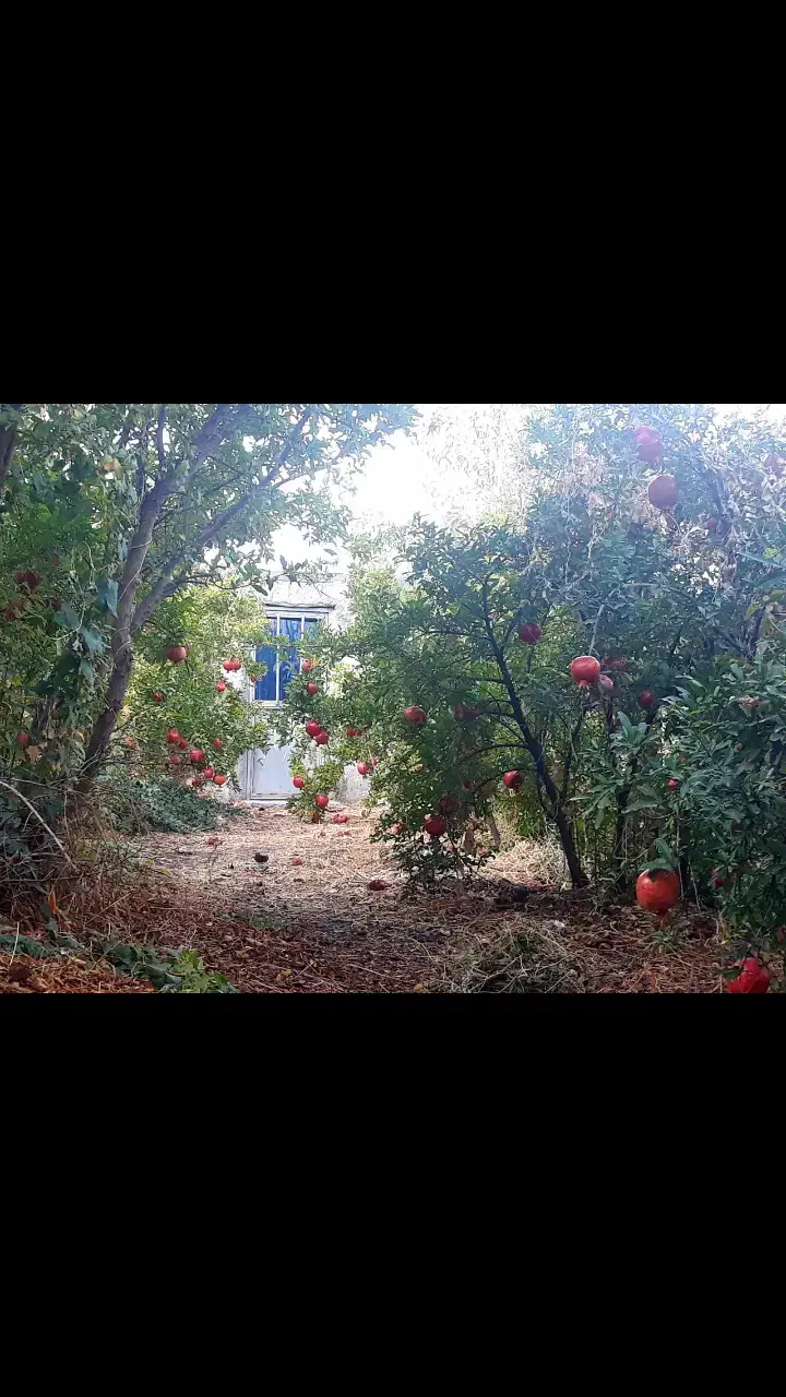 معاوضه باغ انار با پیش خرید خانه در منطقه ۱۴|پیشفروش املاک|قاهان, |دیوار