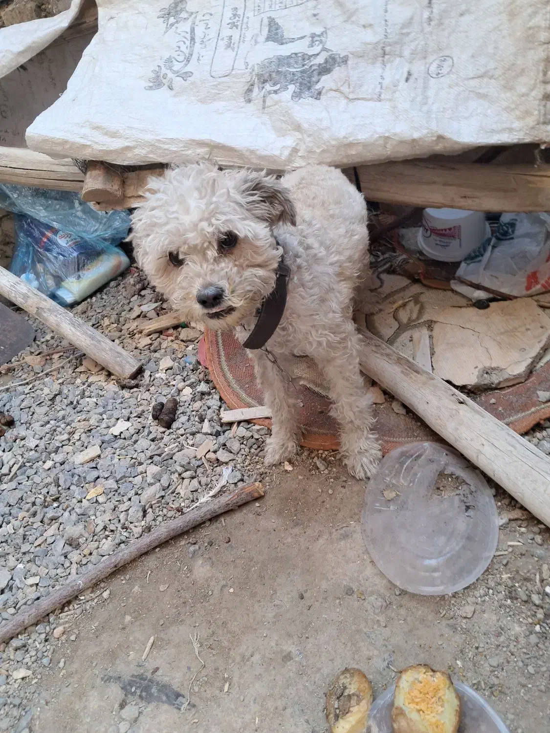 حیوان|سگ|فولادشهر, A1|دیوار