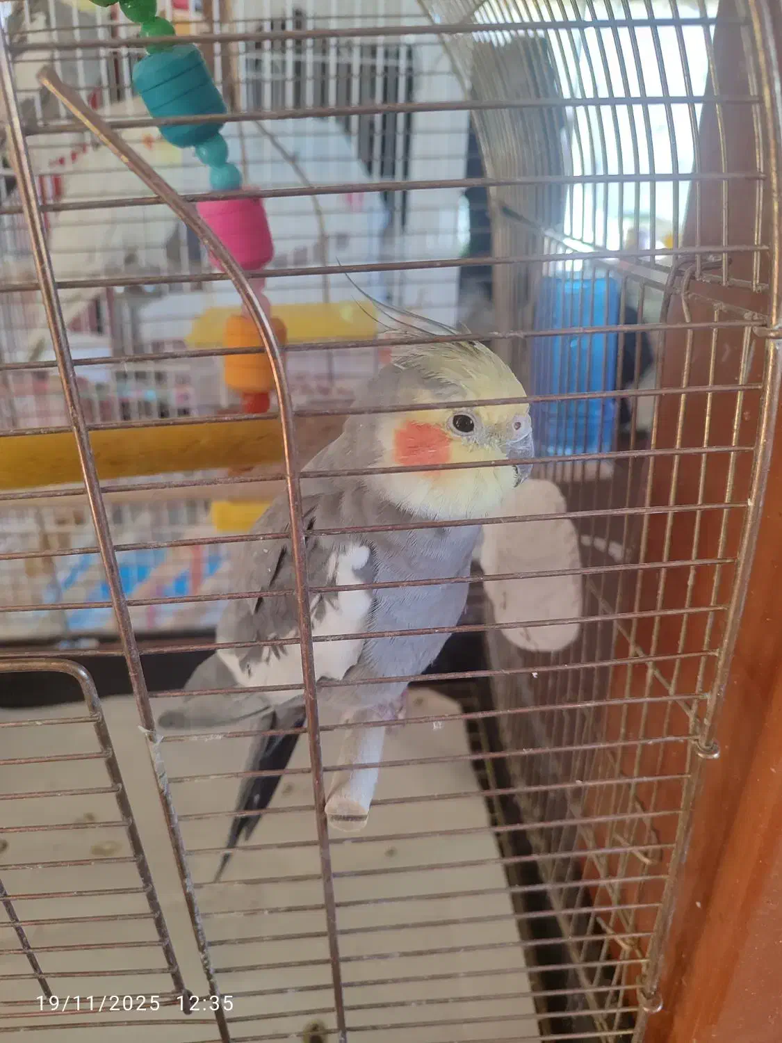 عروس هلندی|پرنده|سنقر, |دیوار