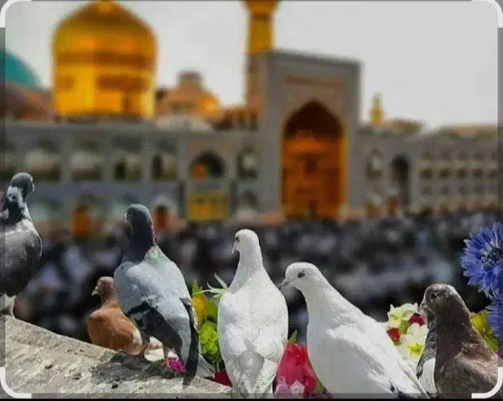 تور در ماه مهر|تور و چارتر|قم, چهار مردان|دیوار