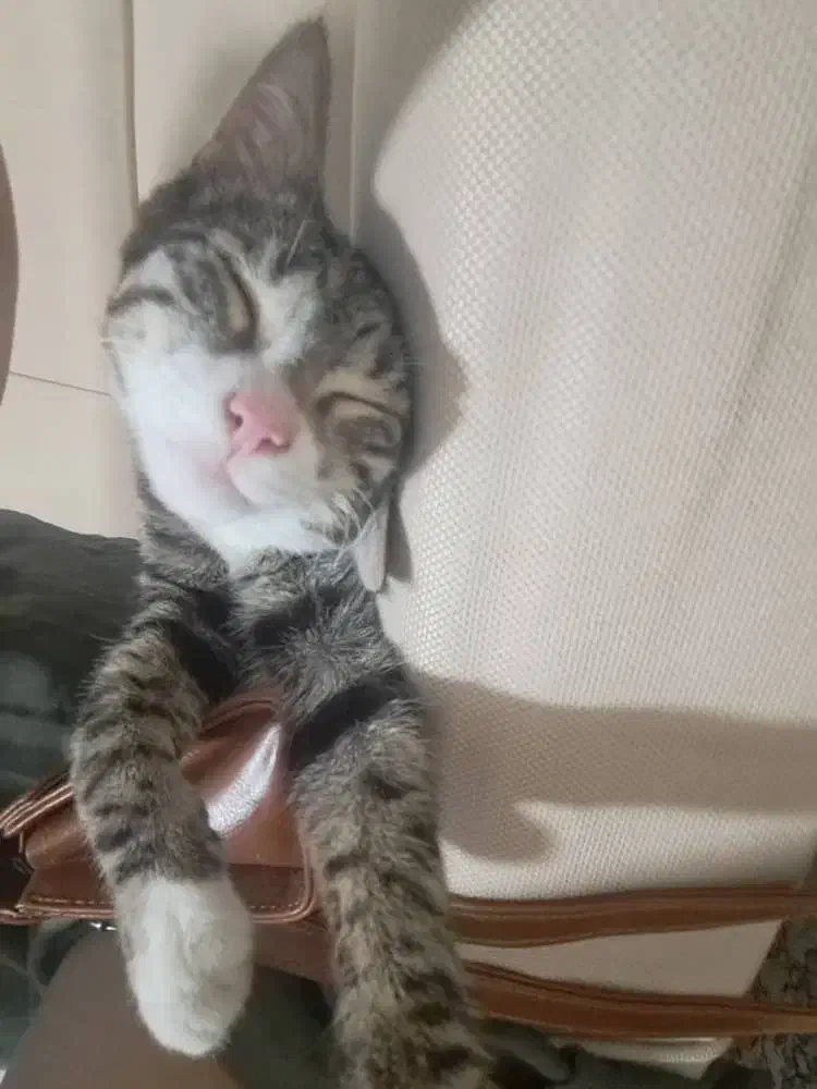 واگذاری گربه چهارماهه|گربه|تهران, شهرآرا|دیوار