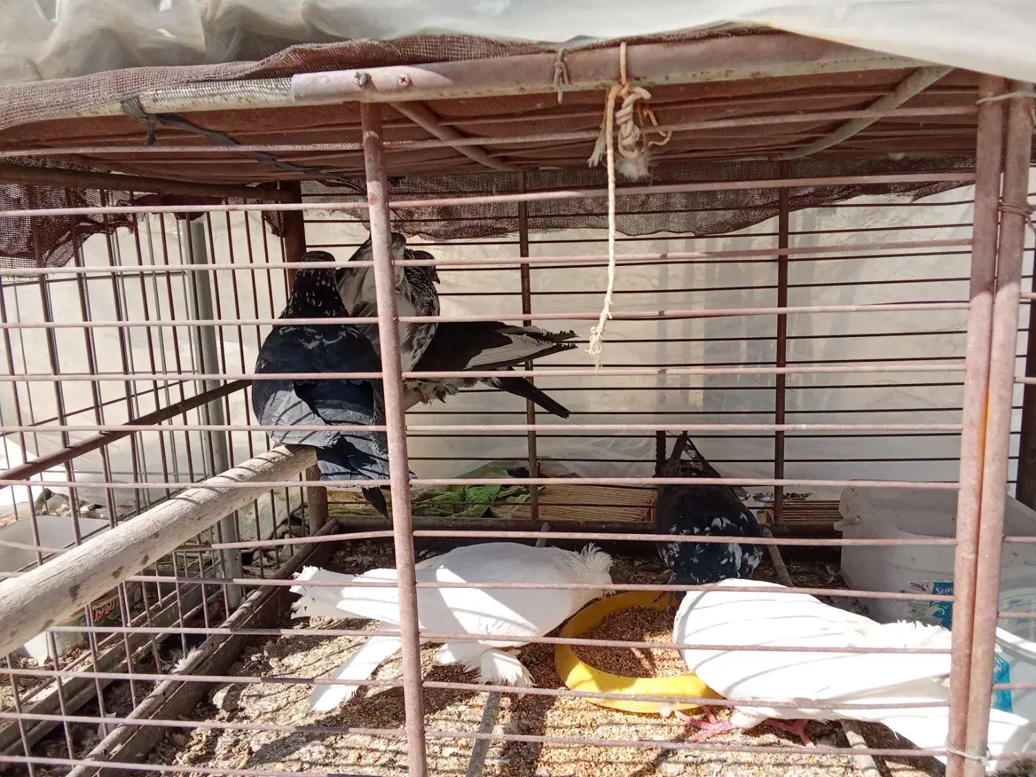 پرنده|پرنده|خمینی‌شهر, |دیوار