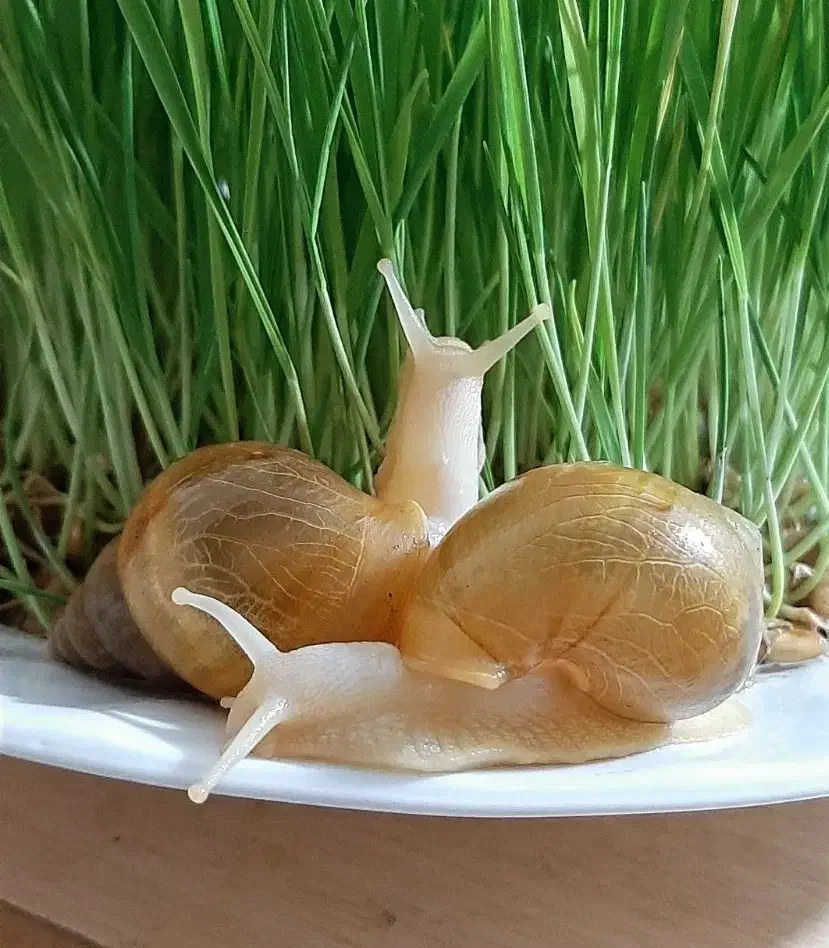 حلزون آلبینو بالغ|خزنده|تهران, سبلان (لشگر)|دیوار