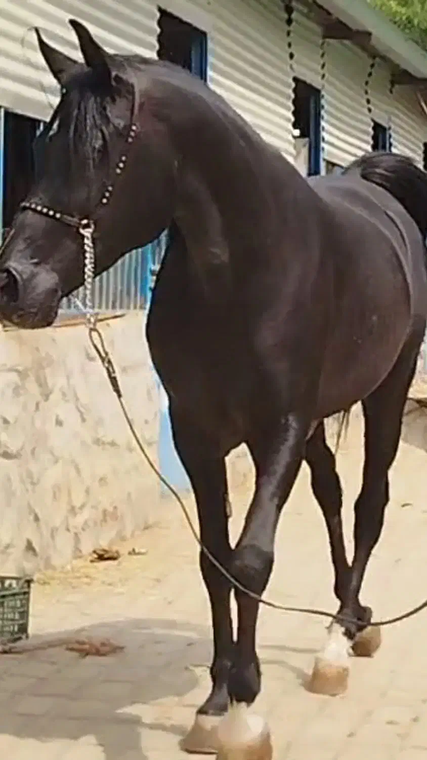 اسب عرب|اسب و تجهیزات اسبسواری|تهران, چیتگر شمالی|دیوار