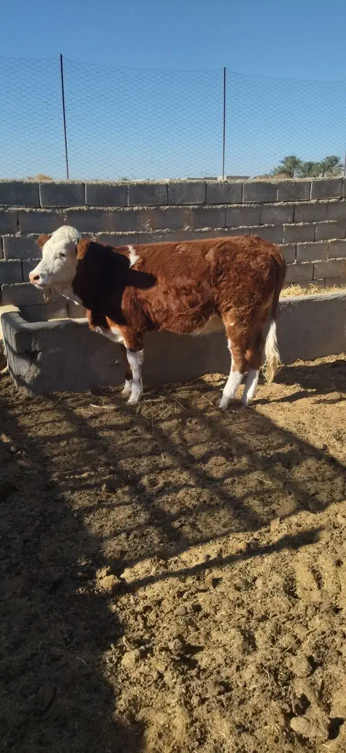 گوساله سیمینتال|حیوانات مزرعه|طبس, |دیوار