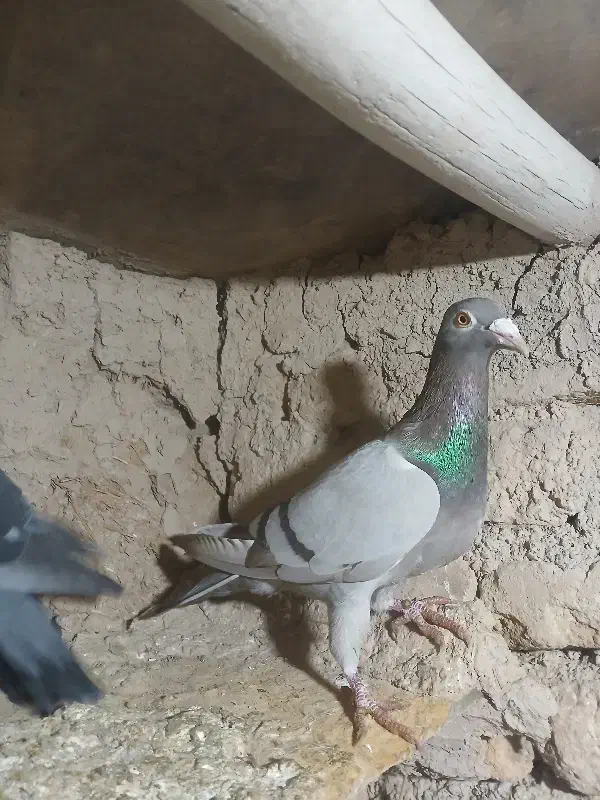 کاغذی|پرنده|محمدیه-قزوین, |دیوار