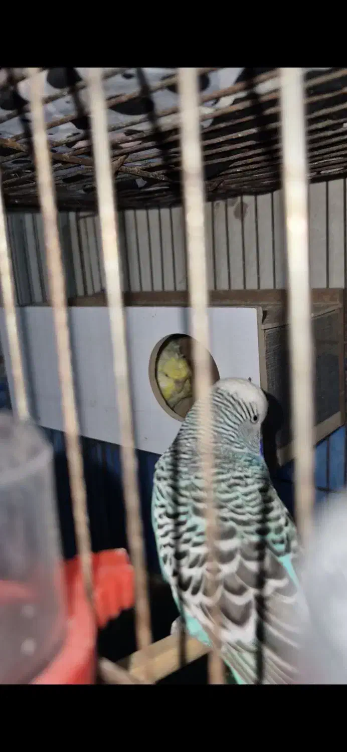 مرغ عشق|پرنده|ایذه, |دیوار