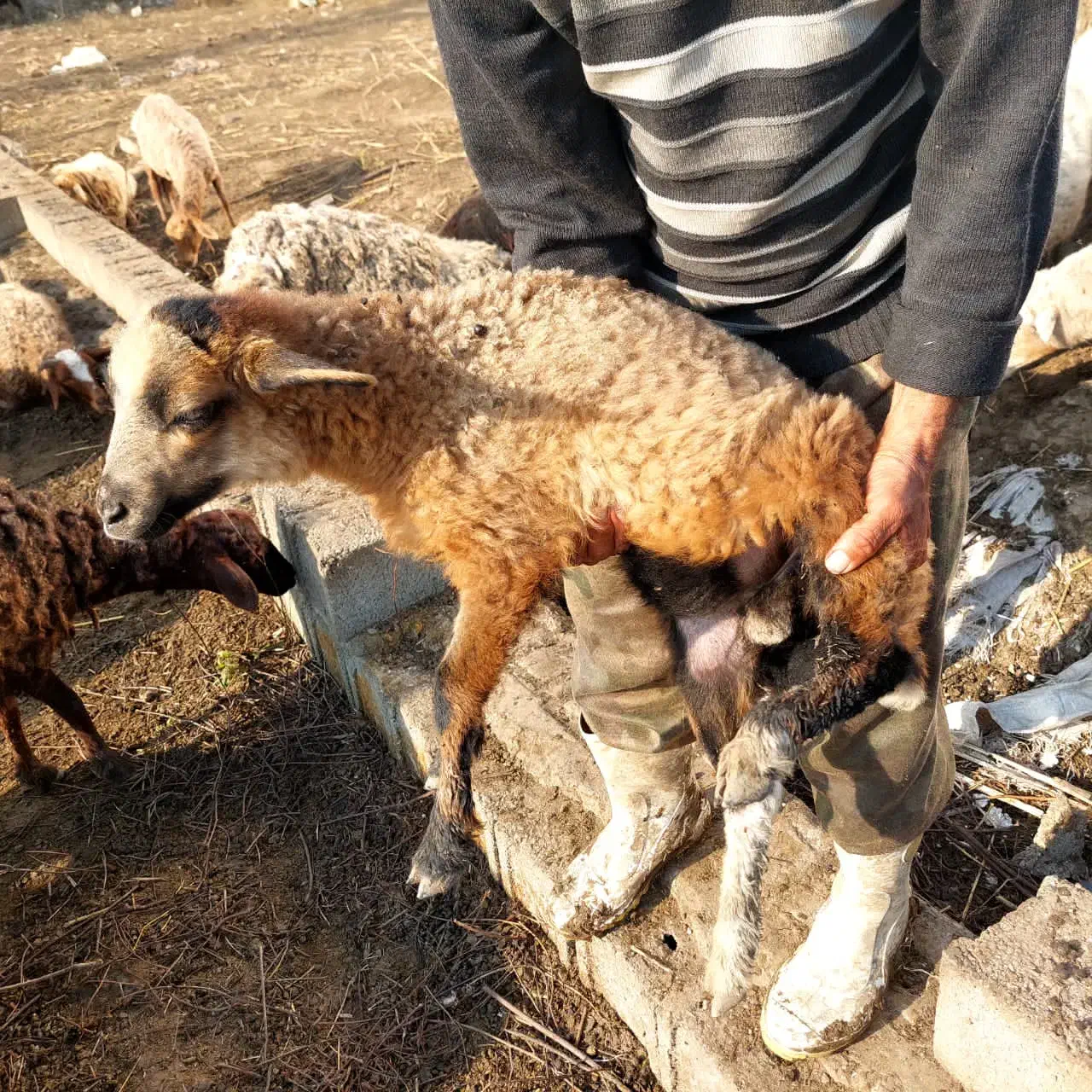 بره گوسفند نر و ماده|حیوانات مزرعه|رودسر, |دیوار