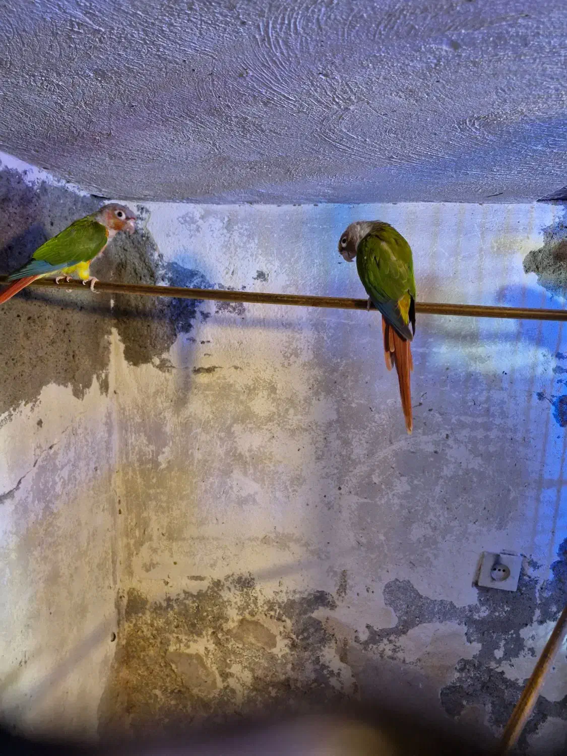 گرینچیک مولد|پرنده|میاندوآب, |دیوار