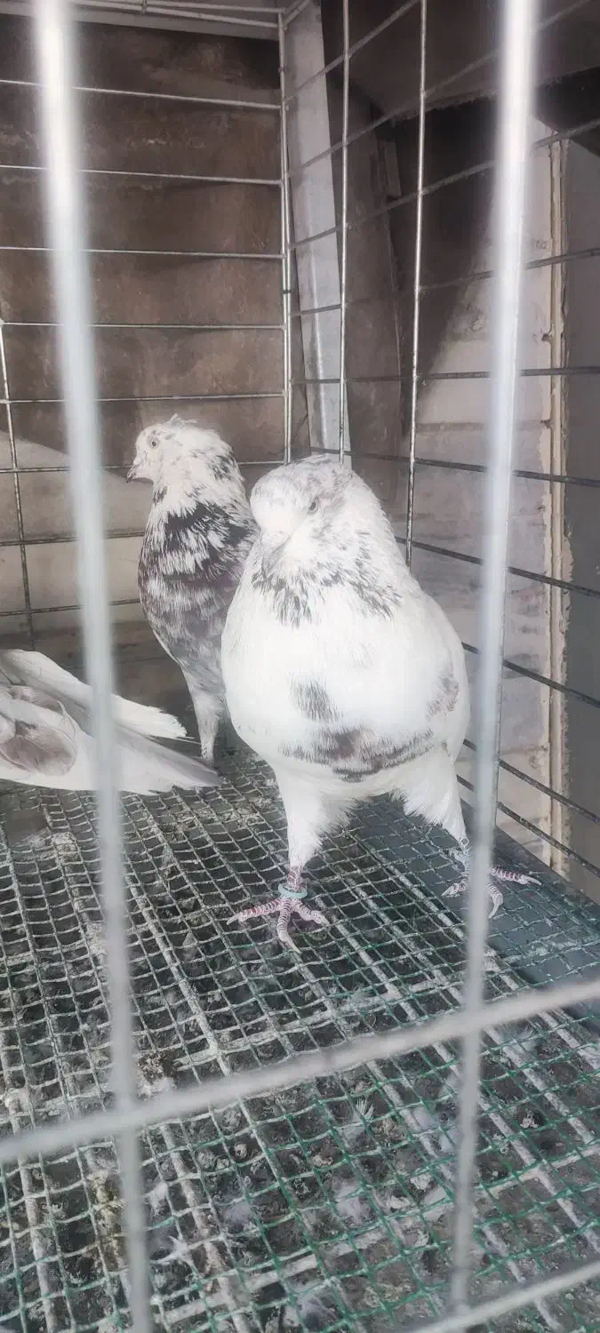 کبوتر|پرنده|اصفهان, بوستان ناژوان|دیوار