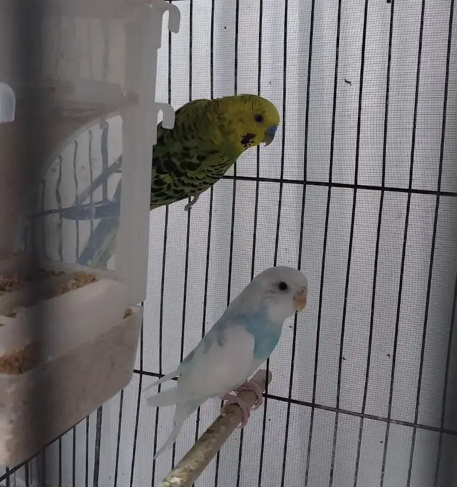 2جفت مرغ عشق و ...|پرنده|سبزوار, پاسداران|دیوار