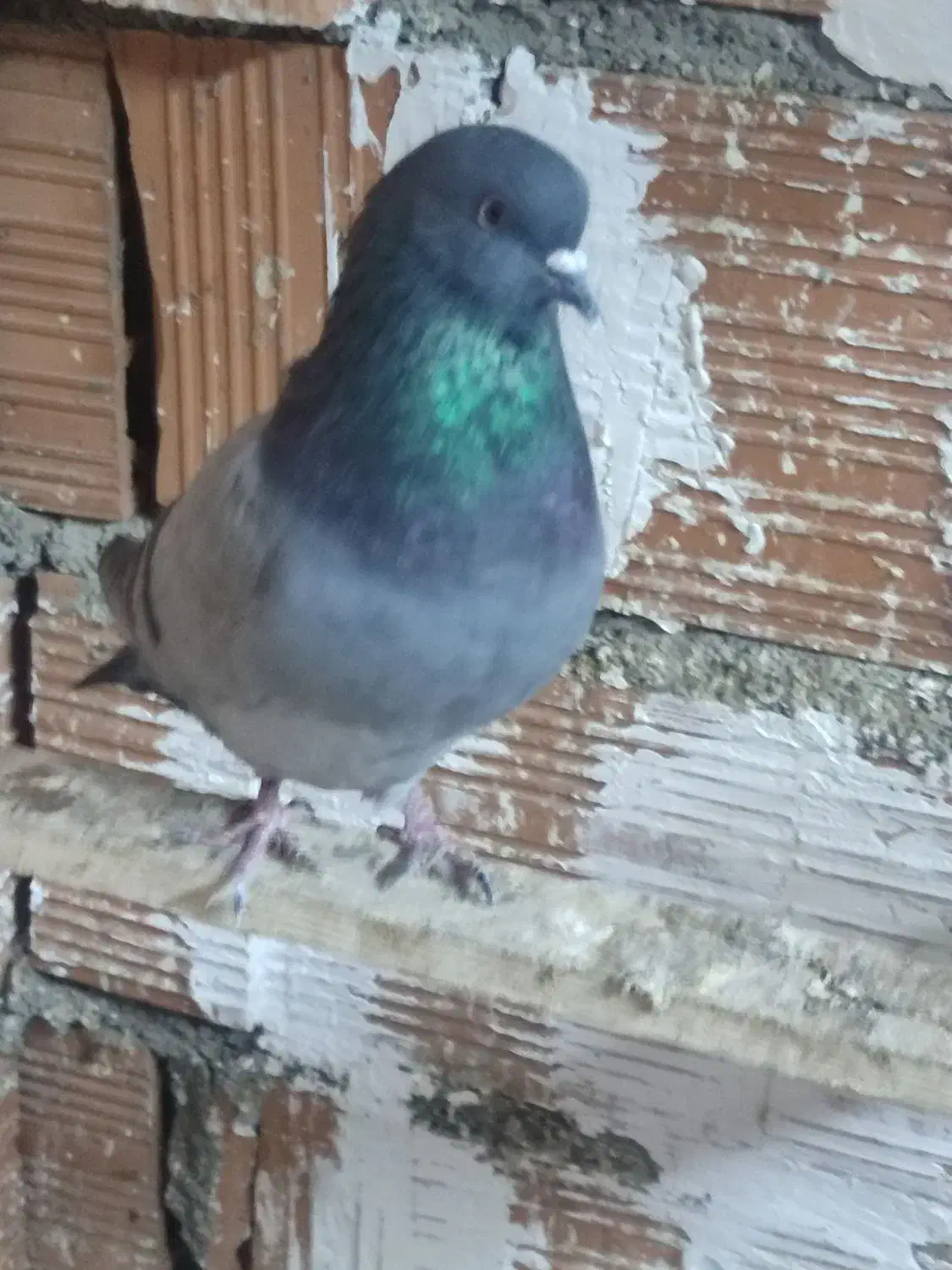 کبوتر پرشی|پرنده|گمیشان, |دیوار