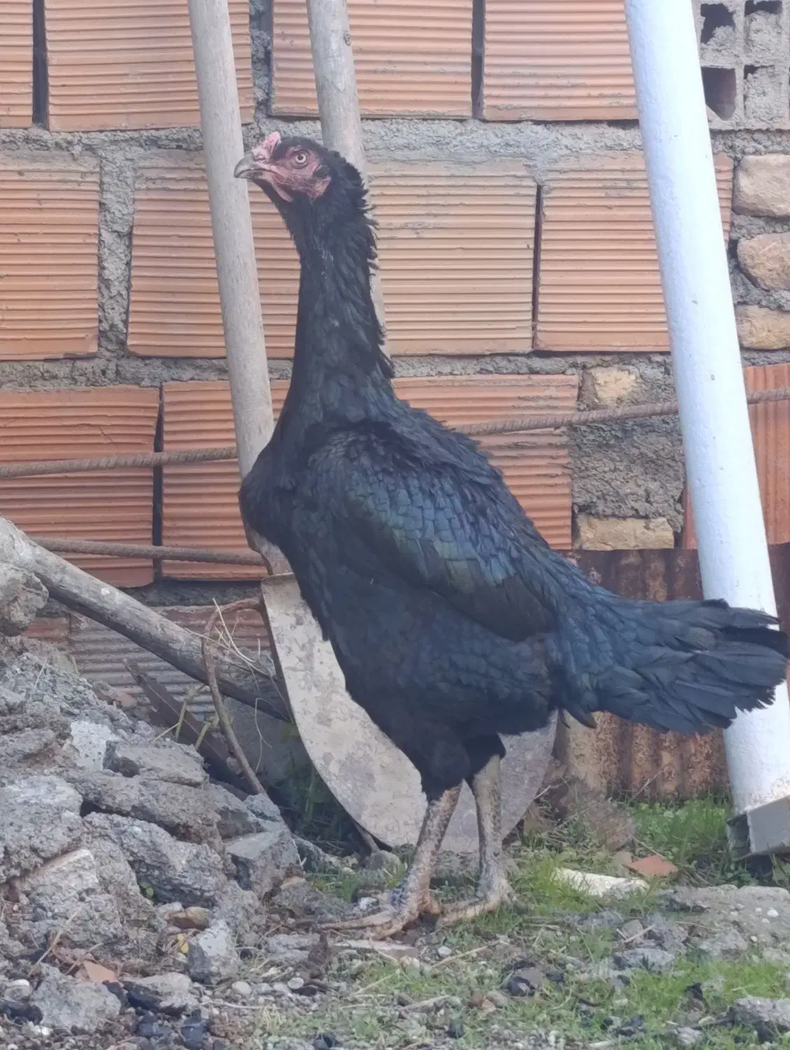 مرغ لاری|حیوانات مزرعه|بندر ترکمن, |دیوار