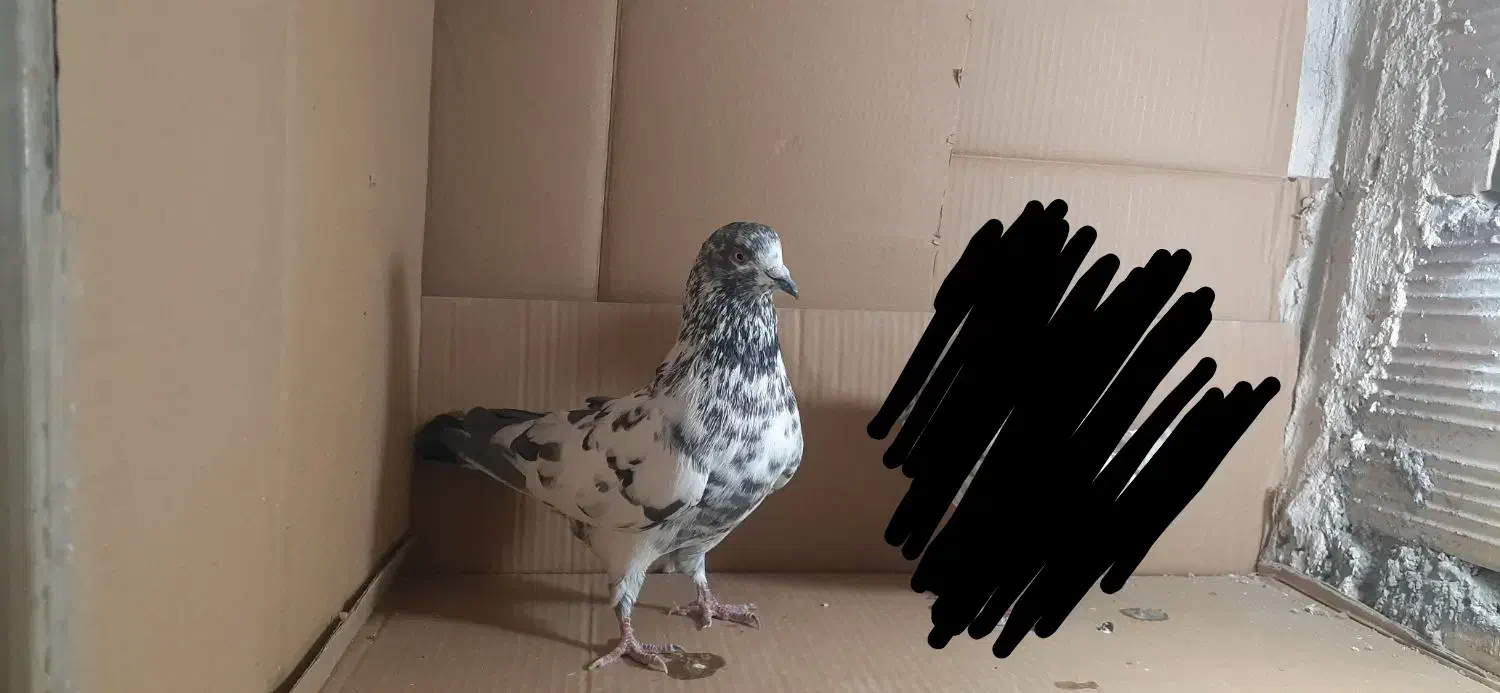 فروشی|پرنده|باغ حلی, |دیوار