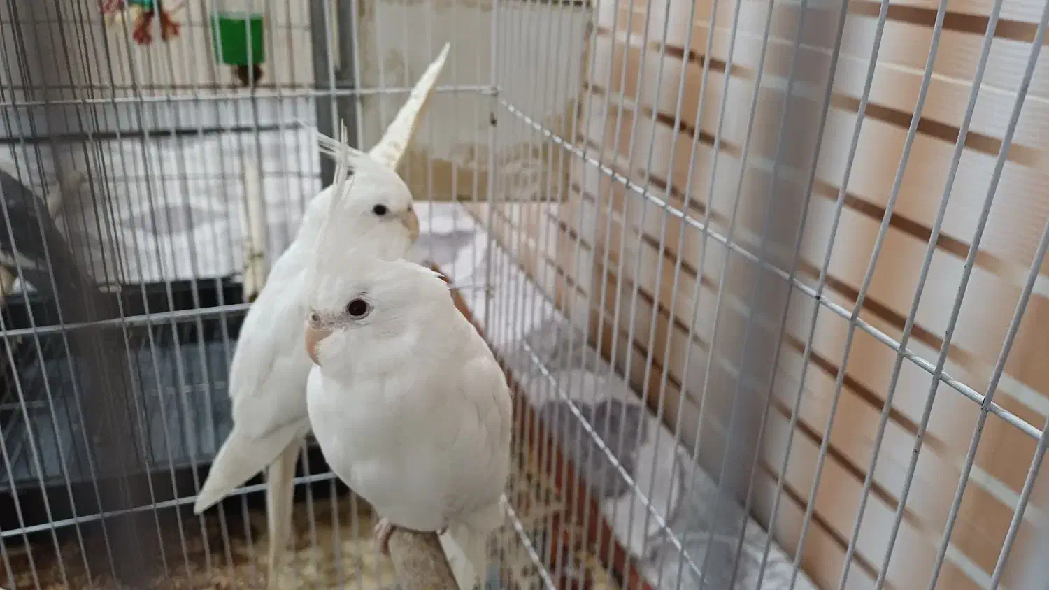 عروس هلندی البینو|پرنده|اهواز, اسلام آباد شرقی|دیوار