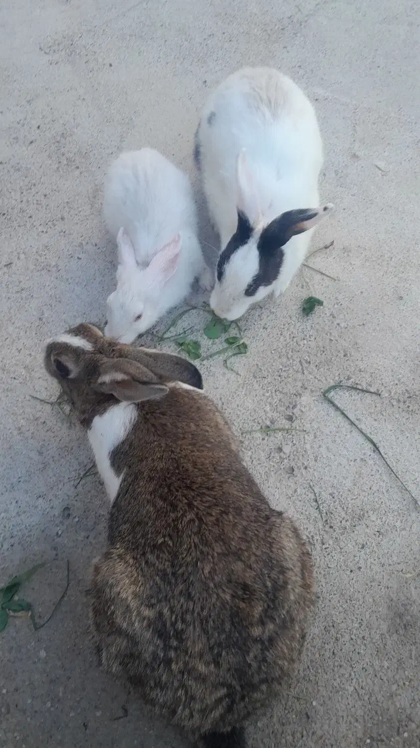 ۳ عدد خرگوش|موش و خرگوش|یاسوج, |دیوار