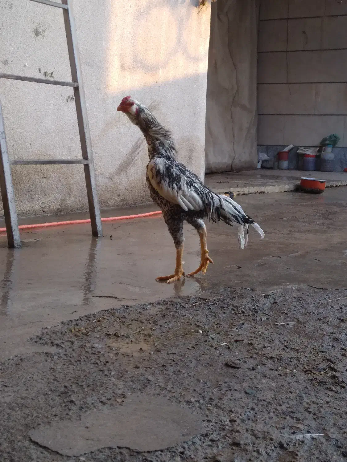 خروس لاری تاج میل|حیوانات مزرعه|محمدیه-قزوین, |دیوار