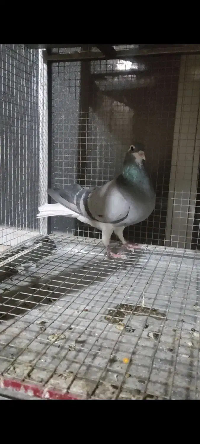 ماده خرقه روس|پرنده|اصفهان, شهرک کاوه|دیوار