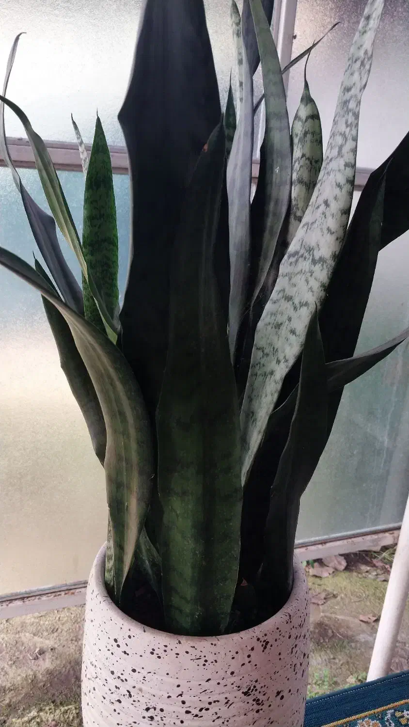 گل سانس|گل و گیاه طبیعی|کومله, |دیوار