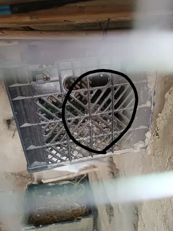 کپوت .کف ت ر|پرنده|سراوان, |دیوار